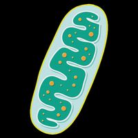Diy Mitochondria Costume Funny Biology Teacher Button