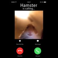 Dank Meme Hamster Staring Front Camera Hamster Calling Gift Performance Shirt