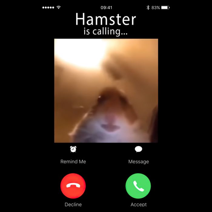 Dank Meme Hamster Staring Front Camera Hamster Calling Gift Backpack