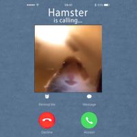Dank Meme Hamster Staring Front Camera Hamster Calling Gift Garment-Dyed Sweatshirt