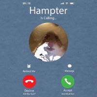 Dank Meme Hamster Staring Front Camera Hampter Calling Garment-Dyed Sweatshirt