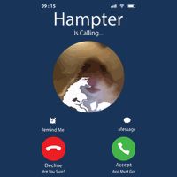 Dank Meme Hamster Staring Front Camera Hampter Calling Performance Shirt
