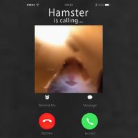 Dank Meme Hamster Staring Front Camera Hamster Calling Gift Cool Comfort Performance Bucket Hat