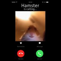 Dank Meme Hamster Staring Front Camera Hamster Calling Gift Mousepad