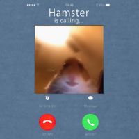 Dank Meme Hamster Staring Front Camera Hamster Calling Gift Garment-Dyed Sweatshirt