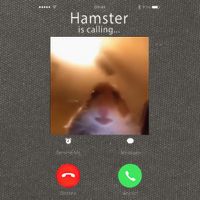 Dank Meme Hamster Staring Front Camera Hamster Calling Gift Cotton Canvas Backpack