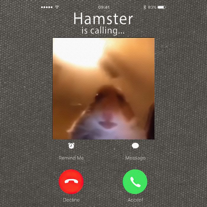 Dank Meme Hamster Staring Front Camera Hamster Calling Gift Cotton Canvas Backpack