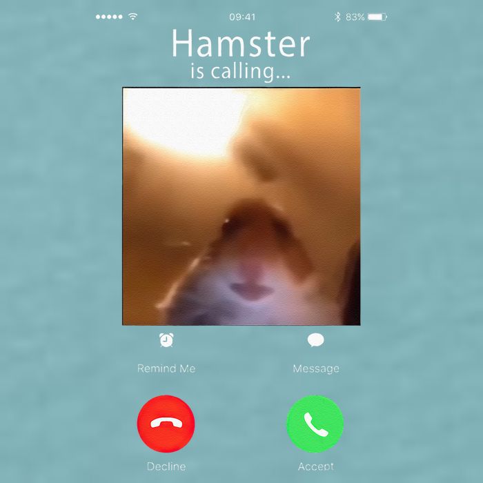 Dank Meme Hamster Staring Front Camera Hamster Calling Gift Sueded Cloud Jersey T-Shirt