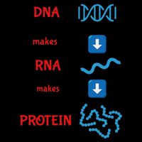 Dna Makes Rna Makes Protein Molecular Cell Biology Cooling Performance Crew T-Shirt