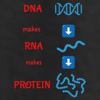 Dna Makes Rna Makes Protein Molecular Cell Biology 11oz C Handle Ceramic Mug