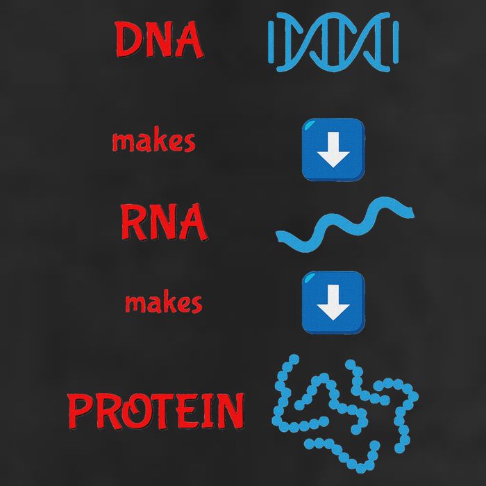 Dna Makes Rna Makes Protein Molecular Cell Biology 11oz C Handle Ceramic Mug