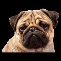 Dog - Close-Up of Pug Face T-Shirt