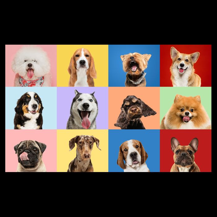 Dog Collage 16 in Basic Backpack