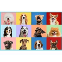 Dog Collage Bumper Sticker