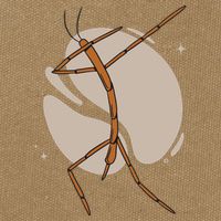 Dabbing Stick Bug Cotton Canvas Backpack