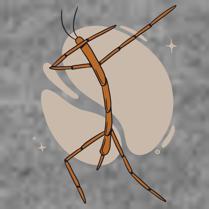 Dabbing Stick Bug Tall Hoodie