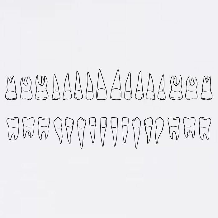 Dentist Teeth 11oz C Handle Ceramic Mug