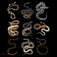 Different Types Of Snakes For Snake Lovers Button