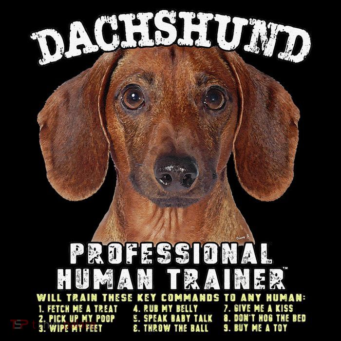Dachshund Tan Professional Human Trainer Cute Dog Women's V-Neck T-Shirt