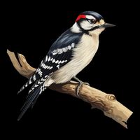 Downy Woodpecker Bird Lover Illustration Poster