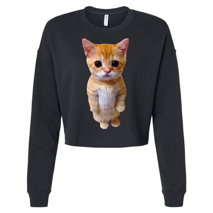 El Gato Meme Sad Crying Cat Munchkin Kitty Meme Trendy Cropped Pullover Crew