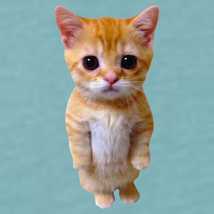 El Gato Meme Sad Crying Cat Munchkin Kitty Meme Trendy Sueded Cloud Jersey T-Shirt