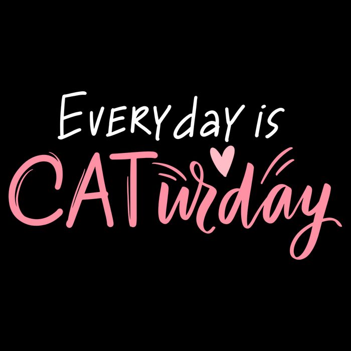 Everyday Is Caturday Cat Lover 16 in Basic Backpack