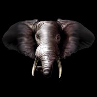 Elephant Tusks Wildlife Drawstring Bag