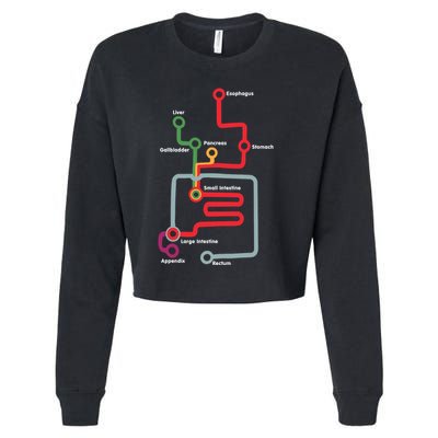 Esophagus Liver Gallbladder Pancreas Stomach Small Intestine Cropped Pullover Crew