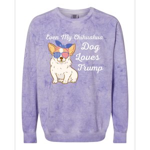 Even My Chihuahua Dog Loves Trump The Felon 2024 Us Election Gift Colorblast Crewneck Sweatshirt