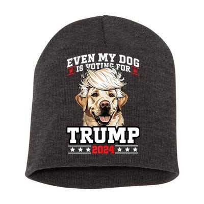 Even My Dog Is Voting For Trump 2024 Short Acrylic Beanie