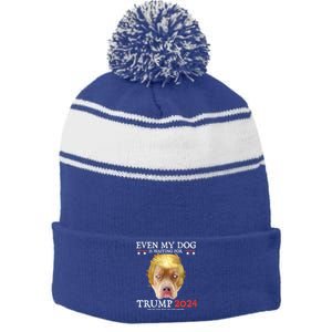 Even My Dog Is Waiting For Trump 2024 Gift Stripe Pom Pom Beanie