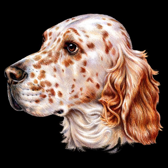 English Setter Dog Impact Tech Backpack
