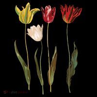 Elegant Tulips Flower Antique Plants Botanical Vintage Gift T-Shirt