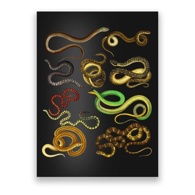 Educational Types Of Snake Gift Poster