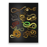 Educational Types Of Snake Gift Poster