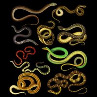 Educational Types Of Snake Gift Poster
