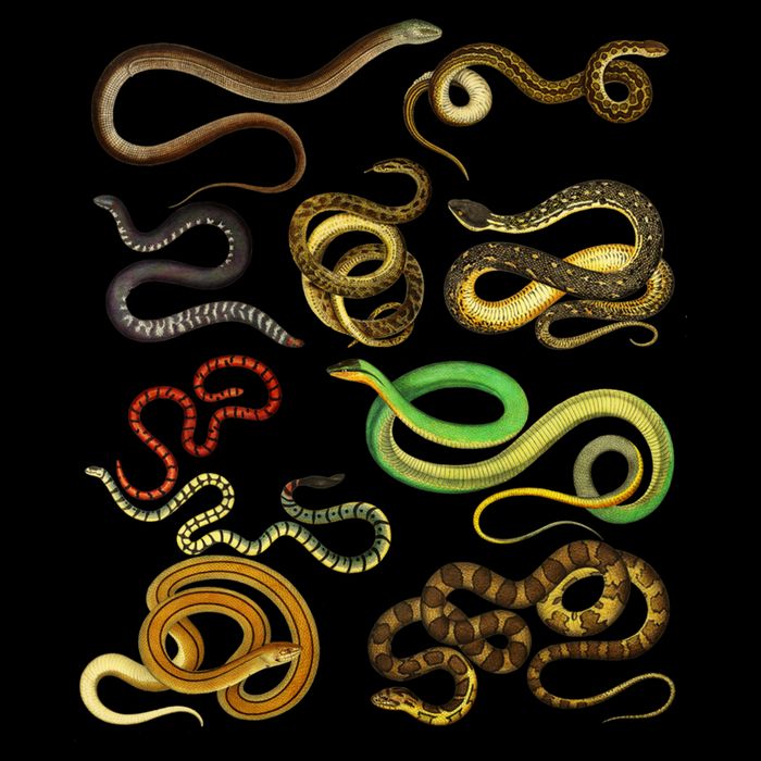 Educational Types Of Snake Gift Poster
