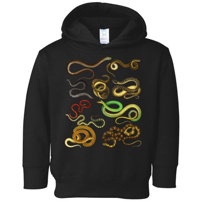 Educational Types Of Snake Gift Toddler Hoodie