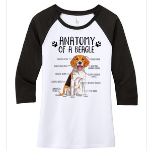 Funny Anatomy Beagle Dog Owner Pet Lover Women's Tri-Blend 3/4-Sleeve Raglan Shirt