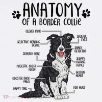 Funny Anatomy Border Collie Dog Lover Gift Tall T-Shirt