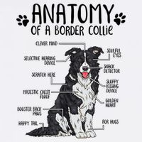 Funny Anatomy Border Collie Dog Lover Gift 11oz C Handle Ceramic Mug