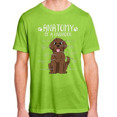 Funny Anatomy Labrador Retriever Chocolate Lab Dog Owner Adult ChromaSoft Performance T-Shirt