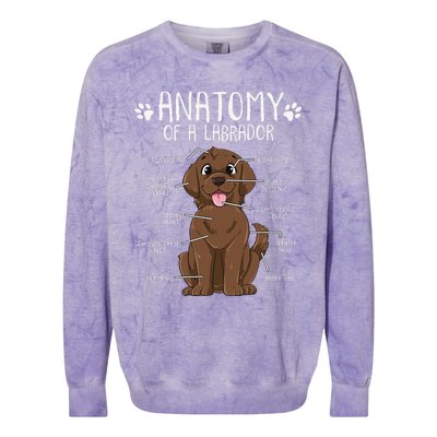 Funny Anatomy Labrador Retriever Chocolate Lab Dog Owner Colorblast Crewneck Sweatshirt