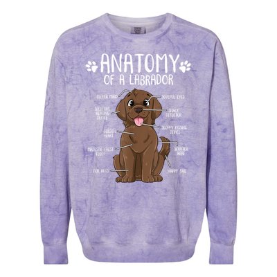 Funny Anatomy Labrador Retriever Chocolate Lab Dog Owner Colorblast Crewneck Sweatshirt