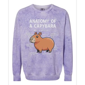 Funny Anatomy Of A Capybara Colorblast Crewneck Sweatshirt