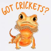 Funny Bearded Dragon Got Crickets Lizard Reptile Herpetology Button