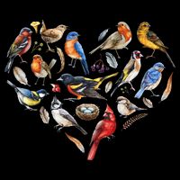 Forest Bird Heart Watching Cardinal Goldfinch Wren Chickadee Wool Snapback Cap