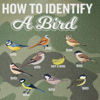Funny Bird Watcher How To Identify A Bird Unique Birder Legacy Tie Dye Trucker Hat