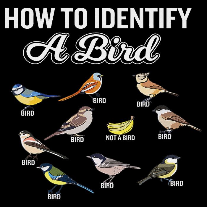 Funny Bird Watcher How To Identify A Bird Unique Birder Mousepad
